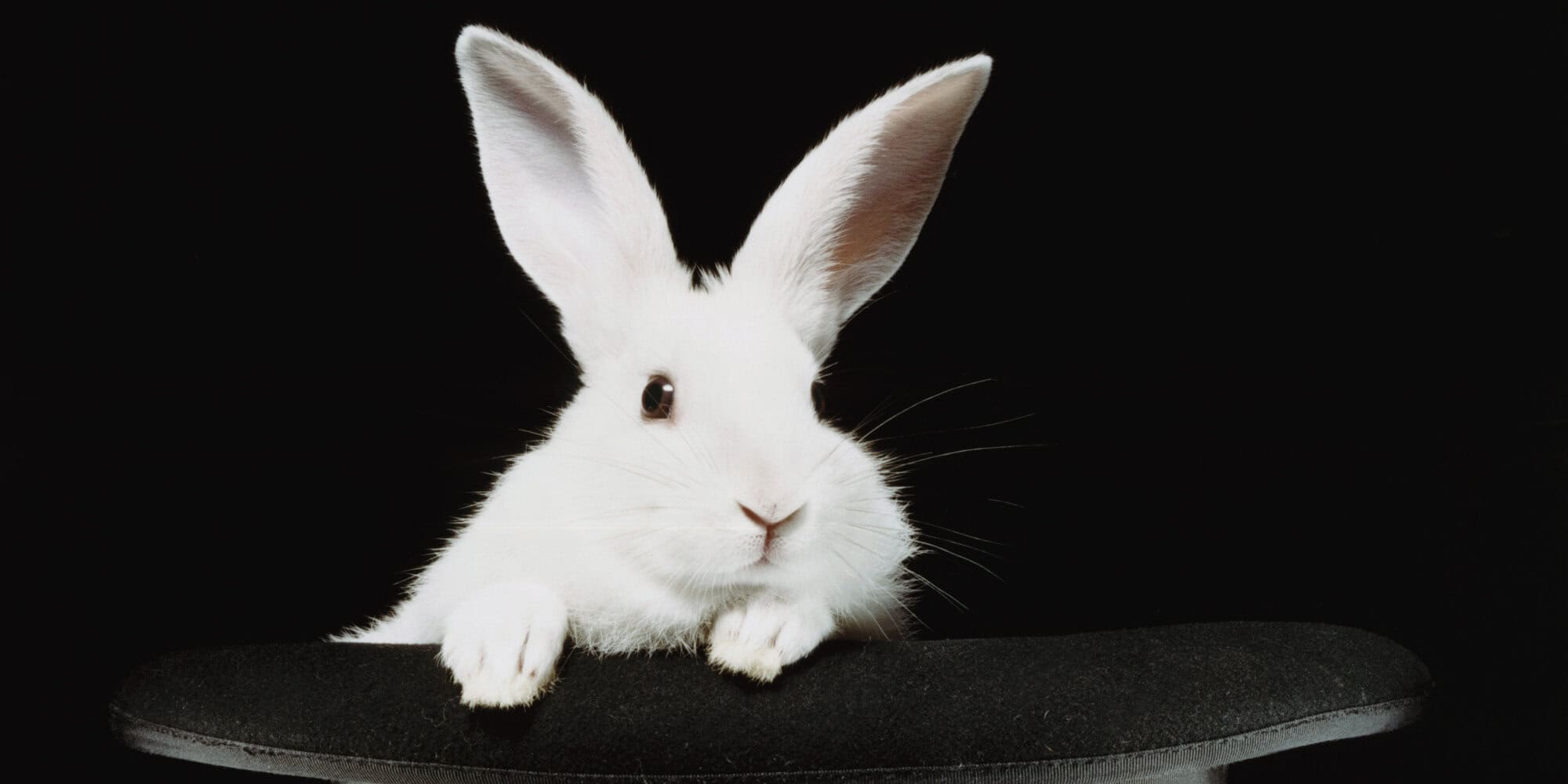 Magician pulling a rabbit out of a hat